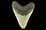 Huge, Fossil Megalodon Tooth - North Carolina #124418-2